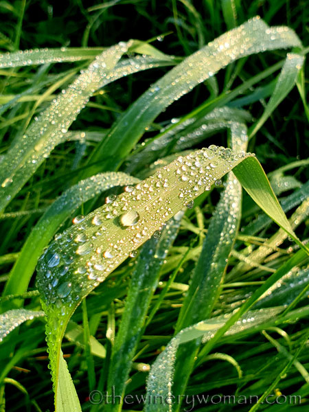 Dewdrops_Grass_2.13.2020_TWW